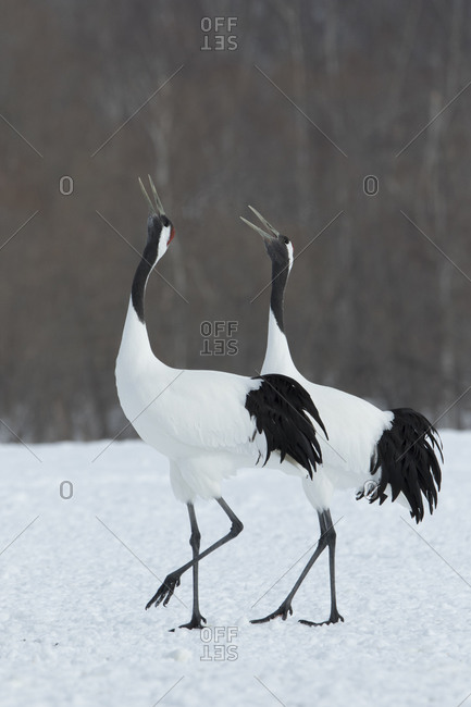 Two red-crowned cranes in Japanese winter field