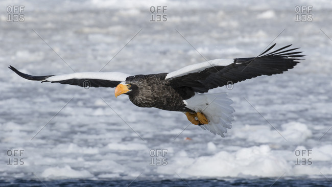 Steller\'s sea eagle flying over ocean