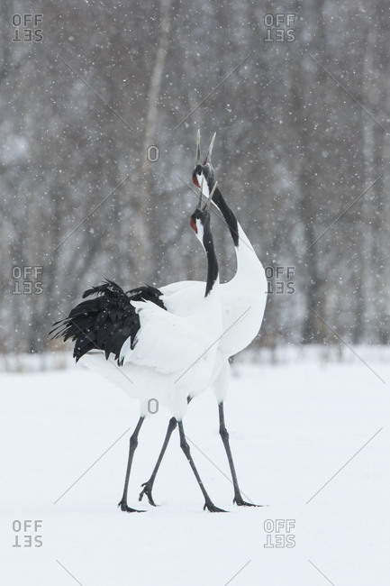 Two Japanese red-crowned cranes in winter field