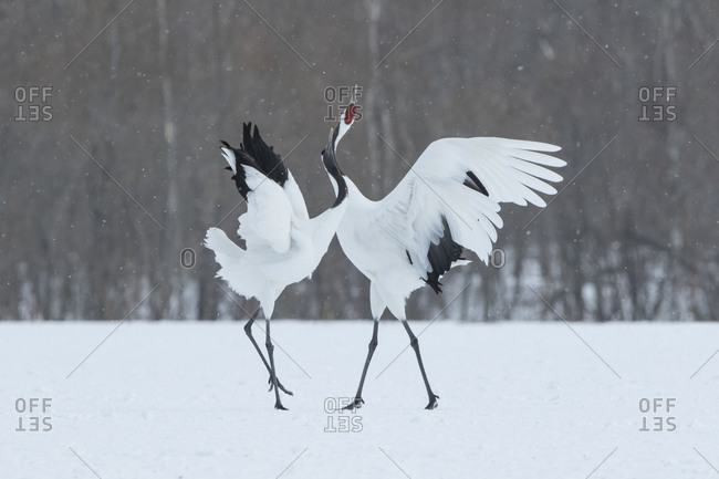 Japanese red-crowned cranes in winter field