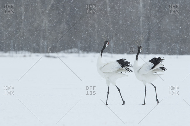 Japanese red-crowned cranes standing in winter field
