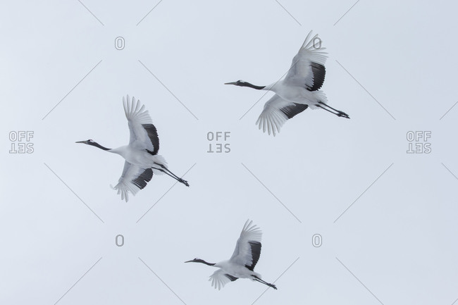 Japanese red-crowned cranes flying