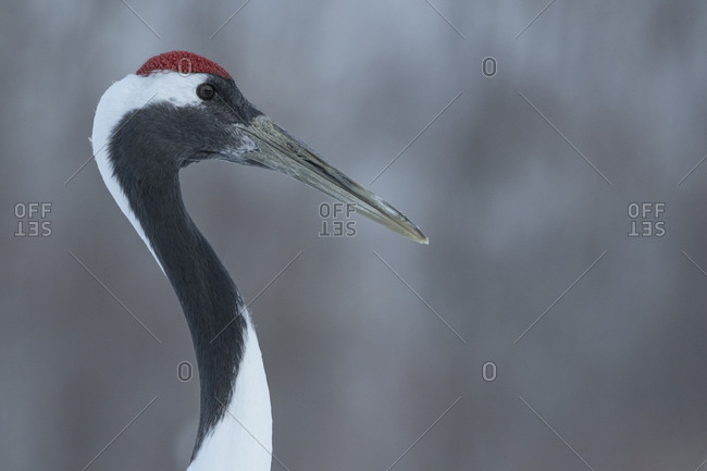 Close up of Japanese red-crowned crane in winter
