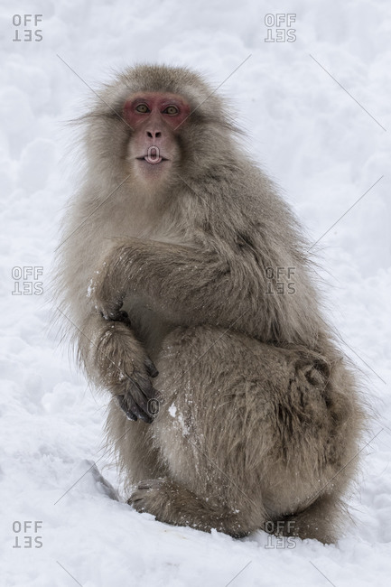 Japanese snow monkey standing in snow