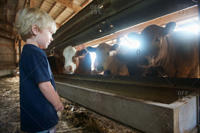 A little boy looks at some cows in a barn