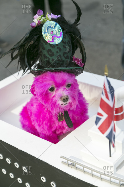 Pink dog wearing a hat during the Easter Parade in New York City