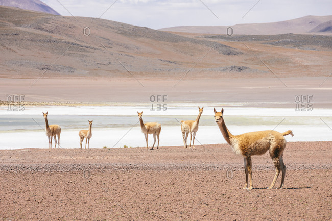 Llamas in Andes, Bolivia, South America