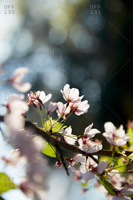 Close up of floral blossoms on branch