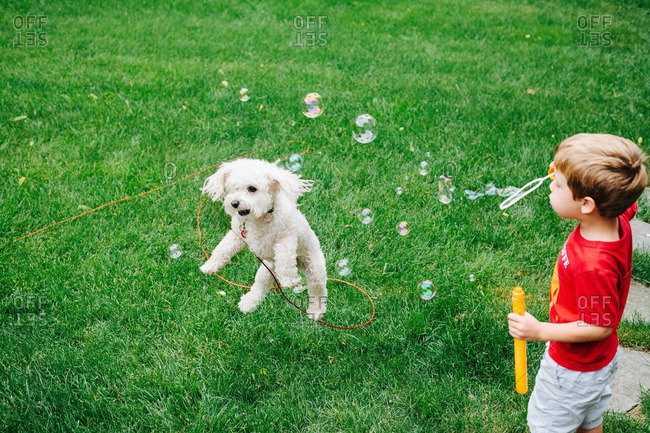 Young boy blowing soap bubbles next to a jumping dog
