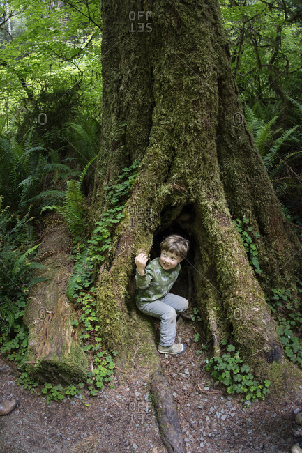 Toddler boy peers out of dark hole in Redwood Tree trunk, Redwood National Park, California