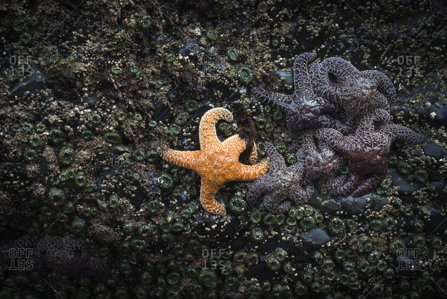 Orange sea star next to group of purple sea stars on tidepool rock