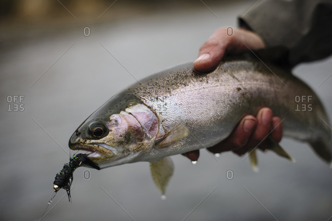 Angler releasing a rainbow trout back into the river in Patagonia, Argentina