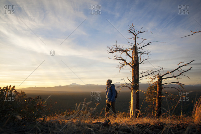 Hiker standing on grassy ridge next to pine tree at sunset