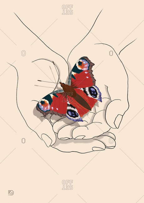 Cupped hands holding a butterfly