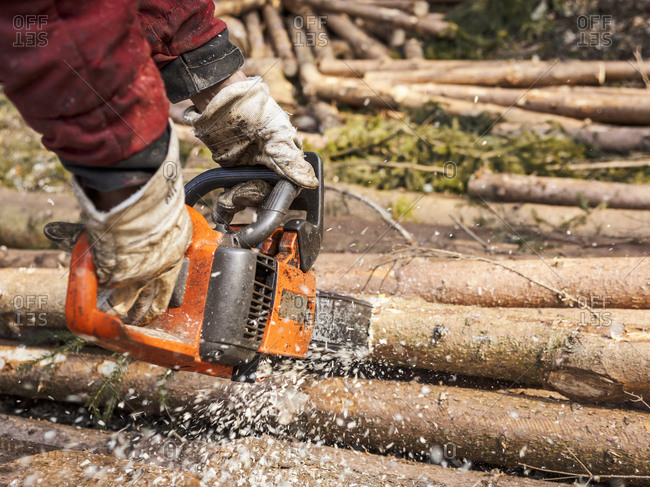 Lumberjack sawing tree trunks with motor saw