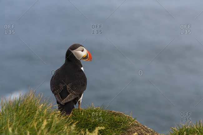 An Atlantic puffin standing on a grassy cliff above the ocean