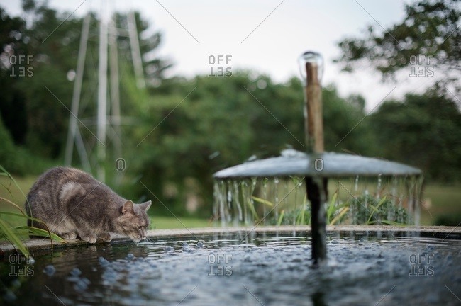 Gray cat drinking at a fountain