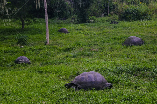 Small group of Galapagos Giant Tortoises in Santa Cruz, Galapagos Islands, Ecuador