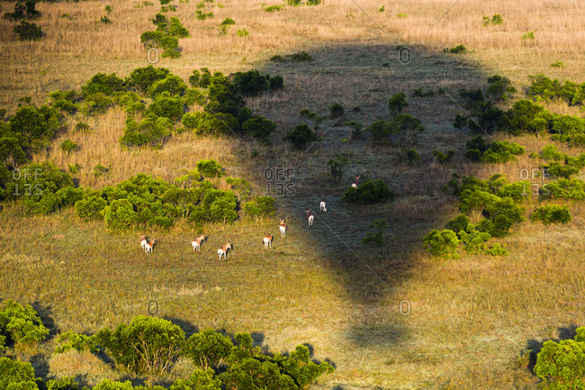 Hot air balloon casting a long shadow over grazing Impalas in Maasai Mara National Reserve, Masai Mara, Narok County, Kenya