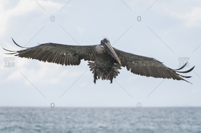 A brown pelican flaps its wings as it takes off from the ocean