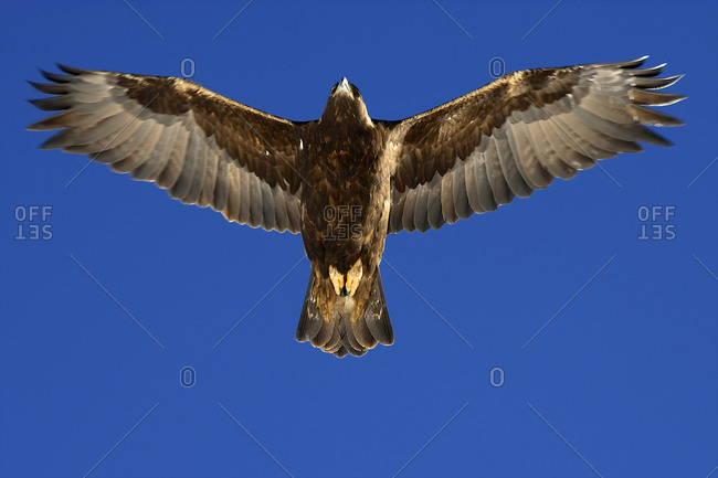 Low angle view of a golden eagle flying in the sky