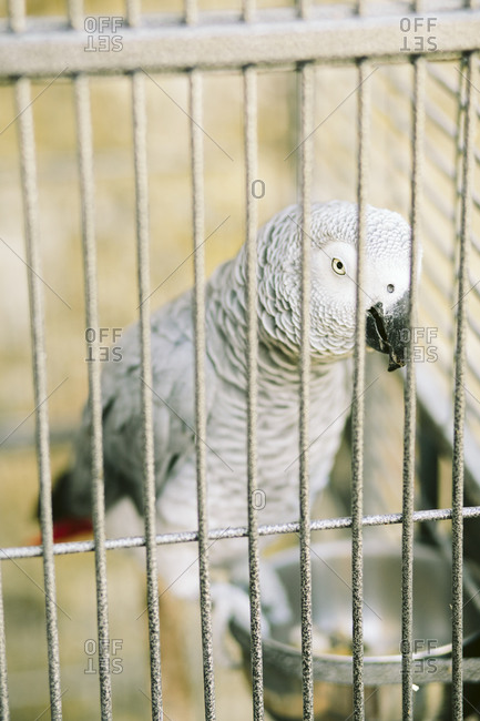 An African grey parrot in a cage
