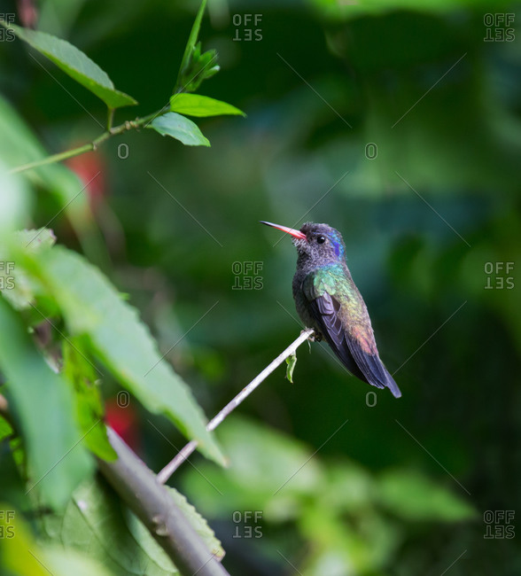White-chinned sapphire hummingbird perching on a twig in Ubatuba,  Brazil