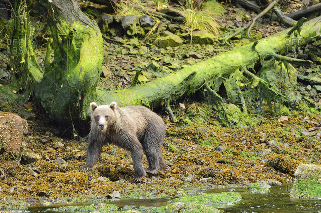 Grizzly bear walking by the Pavlov river on Chichagof Island,  Alaska