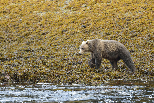Grizzly bear walking nearby the Pavlov river on Chichagof Island,  Alaska