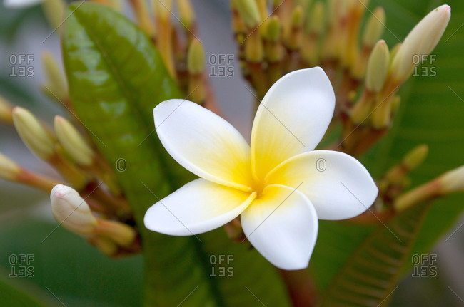 Close up of blooming frangipani flower