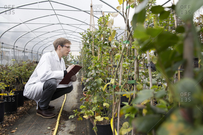 Scientist examining plants in greenhouse