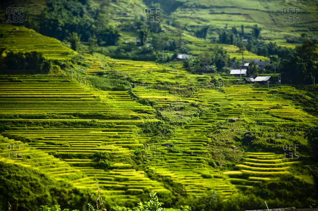 Verdant green rice terraces in Sapa, Vietnam