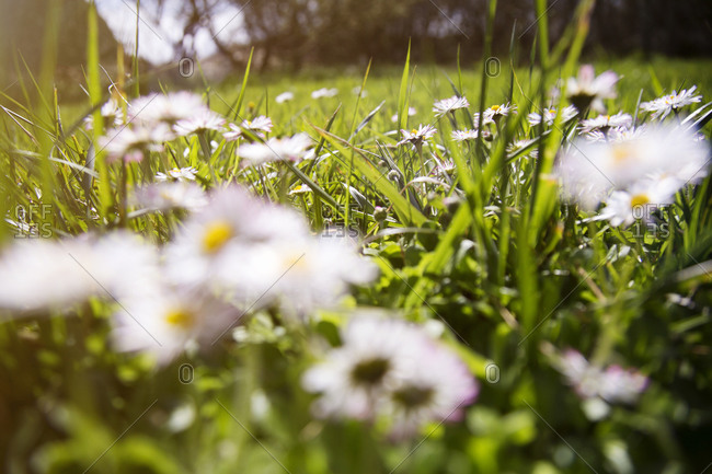 Close-up of daisies growing in a grass lawn