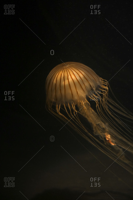 Jellyfish floating underwater