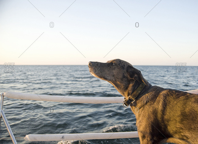 A dog on a sailboat, Shediac Bay, New Brunswick, Canada