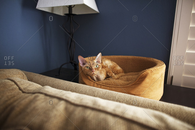 Orange tabby cat lying in a bed
