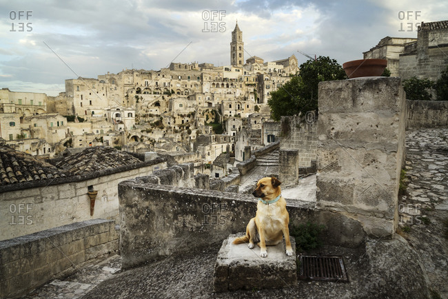 Dog sitting outside in Matera, Italy