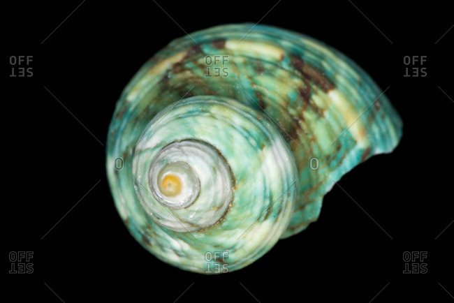 Blue spiral moon seashell on a black background