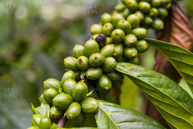 Close up of coffee beans (Rubiaceae) on a coffee plantation in the jungle of Sao Tome, Sao Tome and Principe, Atlantic Ocean, Africa