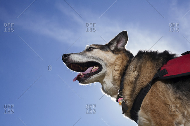A dog panting in the sun