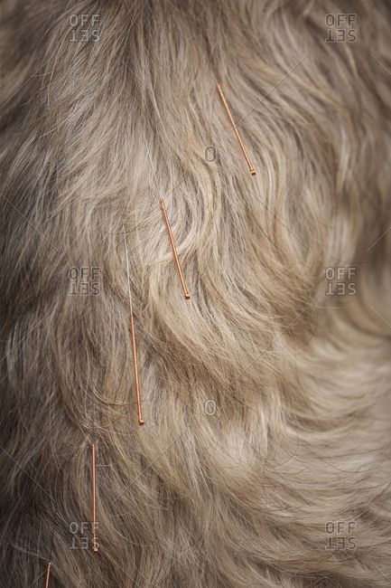 A dog receiving acupuncture