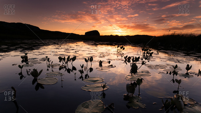 Water lilies at sunset, Fogo Island, Canada