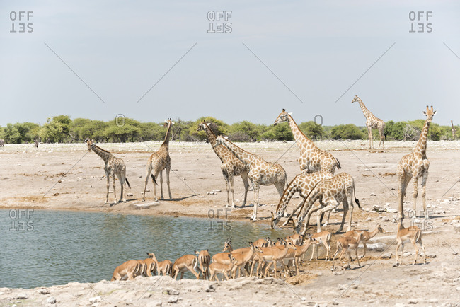 Giraffes and impalas at waterhole, Etosha National Park, Namibia