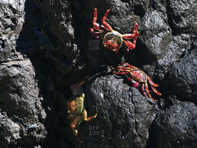 Sally Lightfoot crabs on rocks