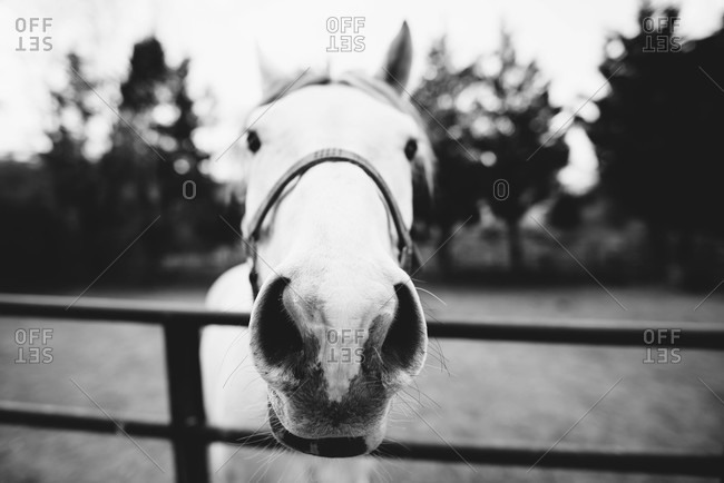 Close-up portrait of a horse showing nostrils and muzzle