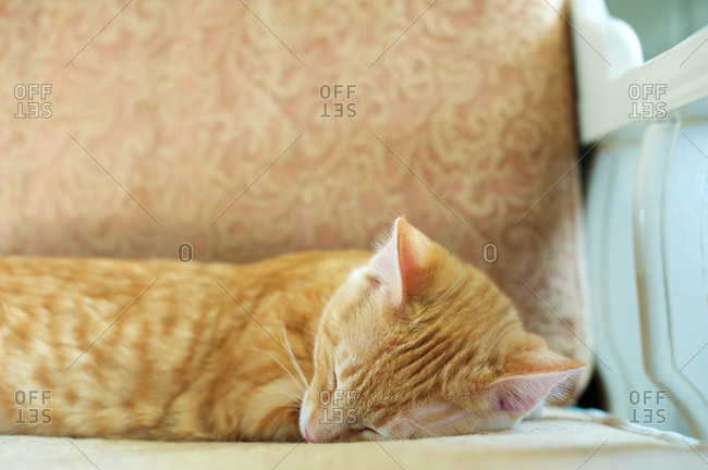 Orange tabby cat sleeping in a chair