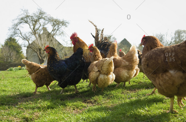 A small flock of hens in a paddock