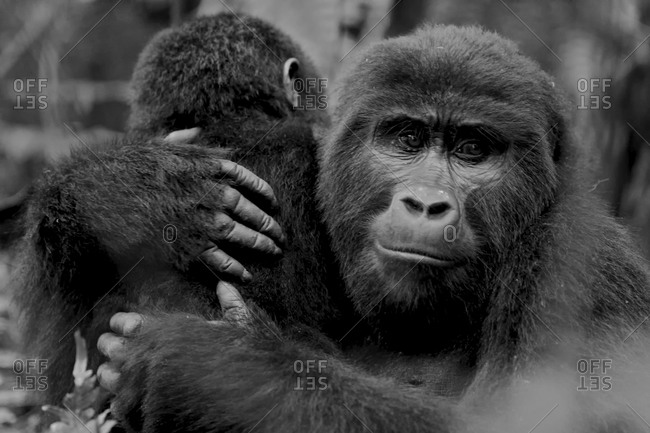 Mother gorilla hugs her baby in Uganda