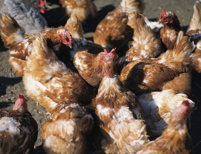A group of chickens in poultry farm