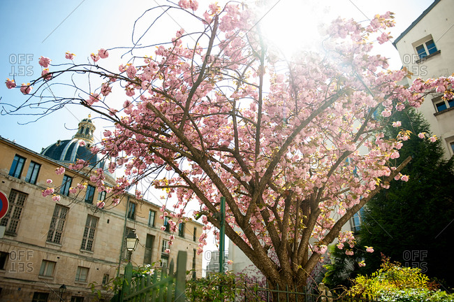Flowering tree in bloom in Paris